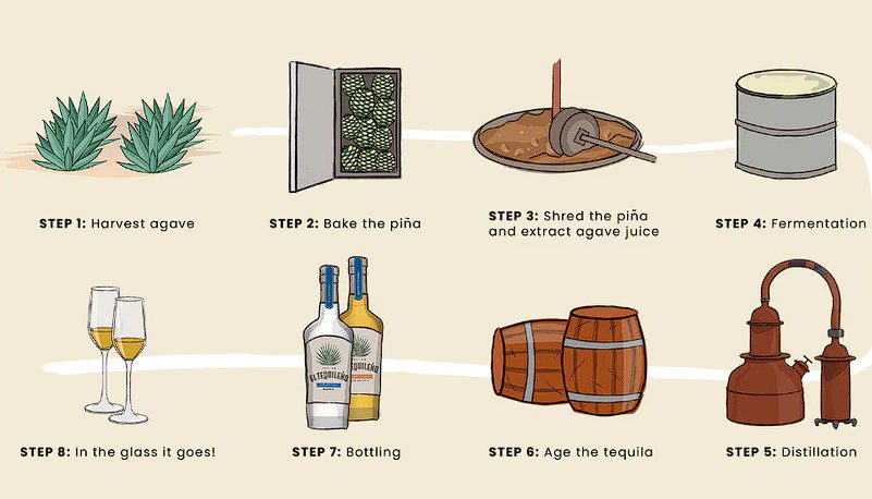 An Overview of the Tequila Making Process